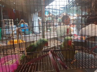 parrot
