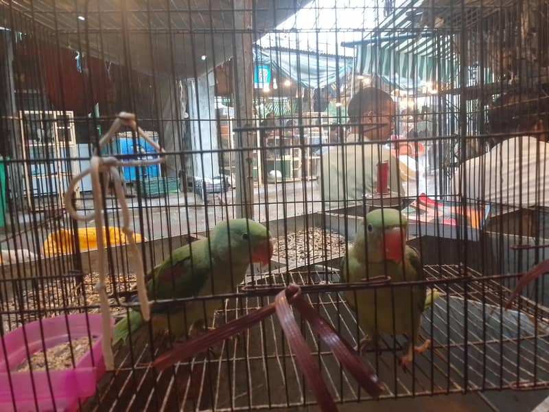 parrot 0