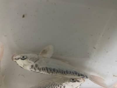 japanese koi, high quality fish