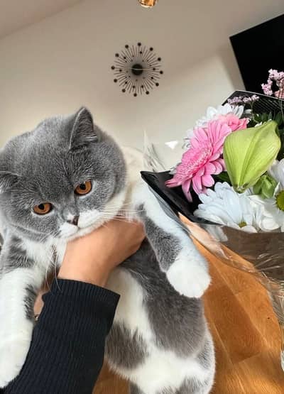 British Short Hair Silver Female Available