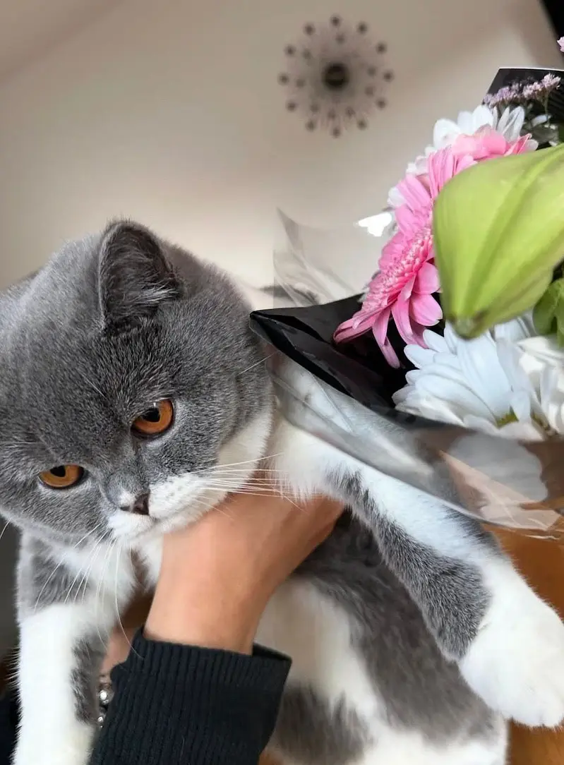 British Short Hair Silver Female Available — photo 2