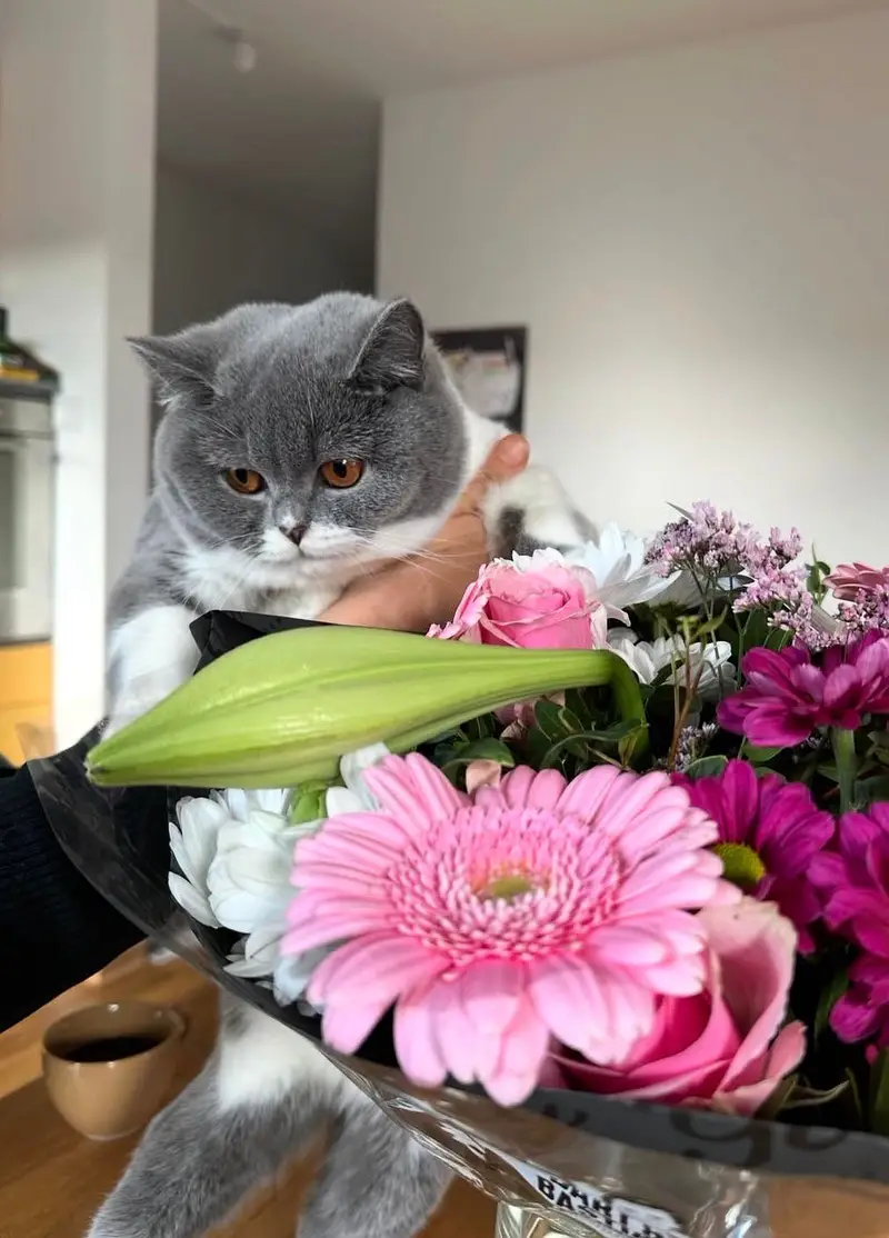 British Short Hair Silver Female Available — photo 3