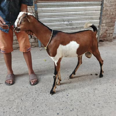 Teda bakra