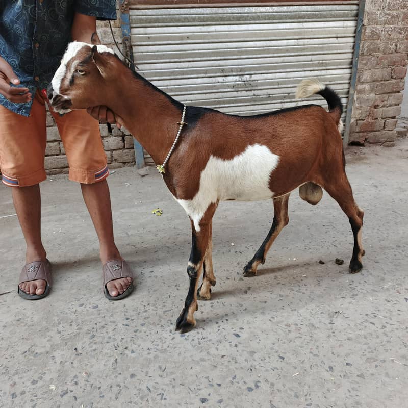 Teda bakra 0