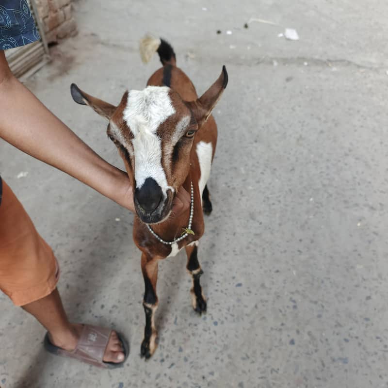 Teda bakra 1