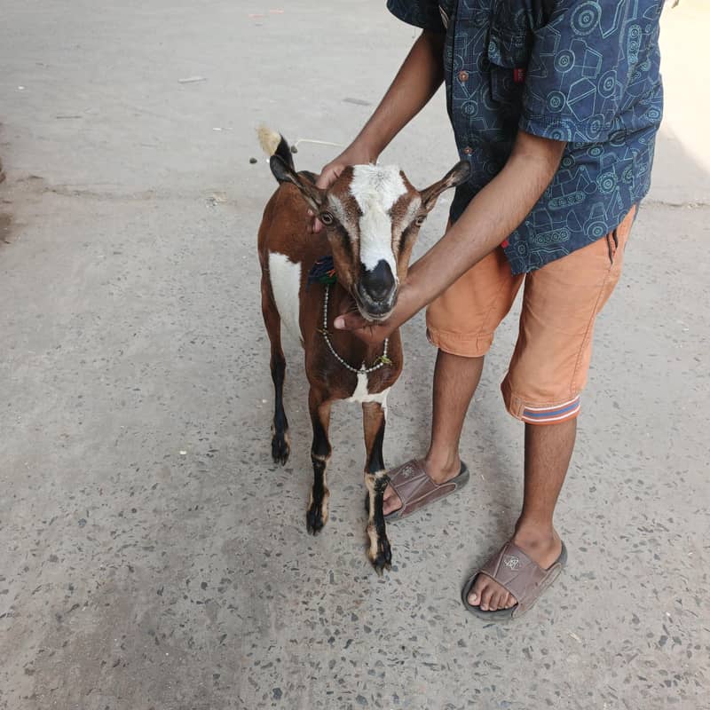 Teda bakra 2