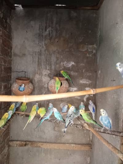 Australians parrots full colony for sale 35 birds