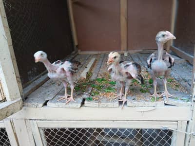 Pure Aseel Chicks / Pathay For Sale (Healthy & Active)