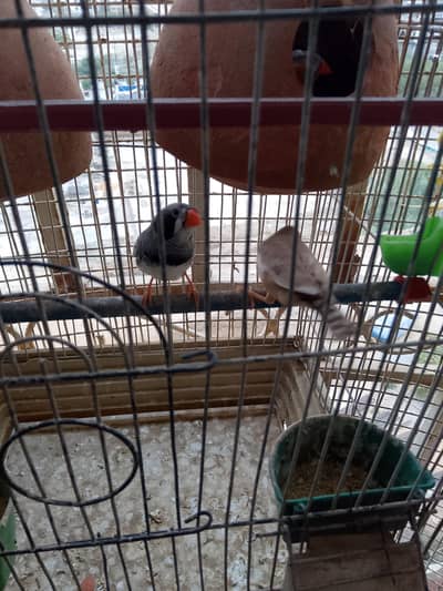 Finch Pair Breeder