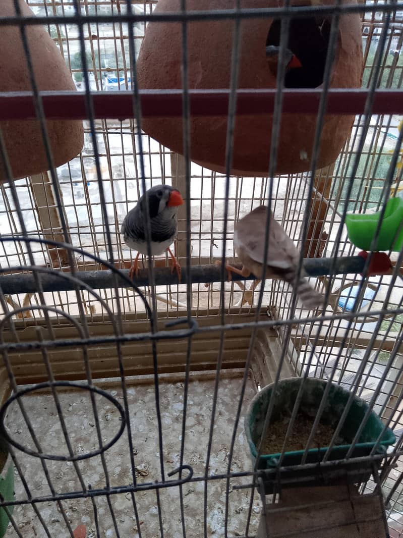 Finch Pair Breeder 0