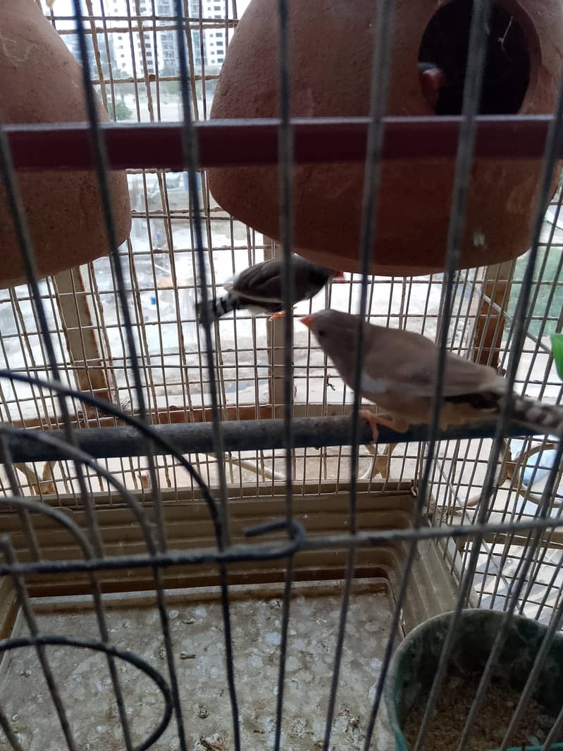 Finch Pair Breeder 1