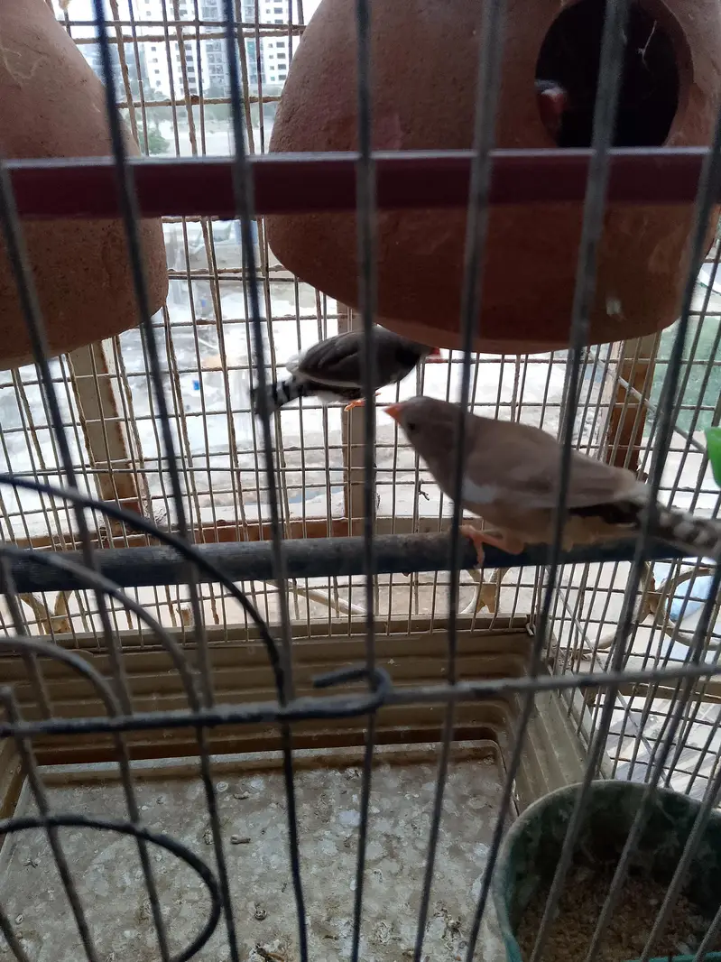 Finch Pair Breeder — photo 2