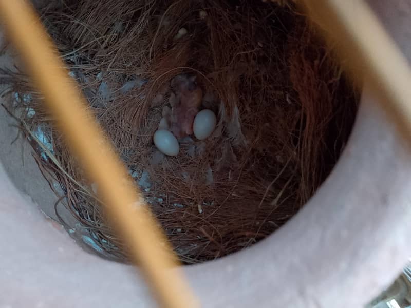 Finch Pair Breeder 2