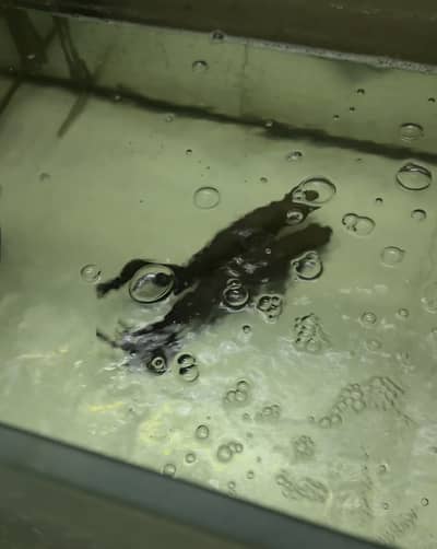 Arapiama Fish