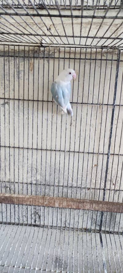 love bird blue palefallow opline