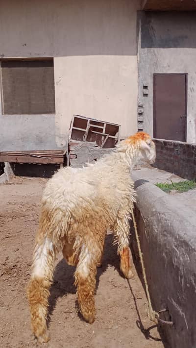 bohat achi quality Ka h 2027 ki qurbani k lia