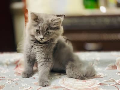 Persian Cat