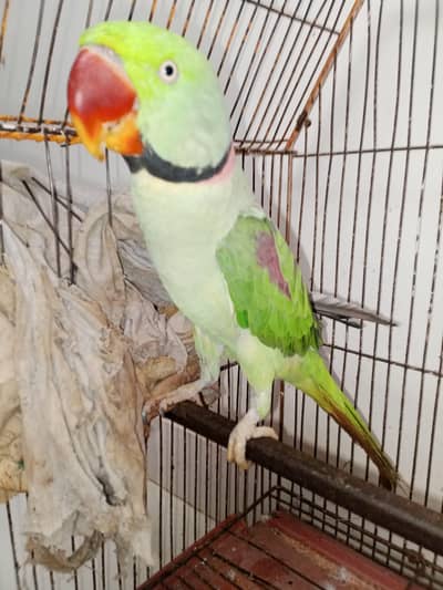 kashmiri paharri ringneck talking parrot male