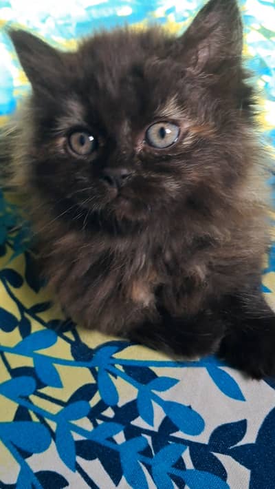 Very playfully Kitten Doll Smiles Face . VERY STRONG ANDHealthy