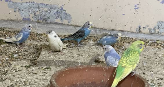 Australian Budgies