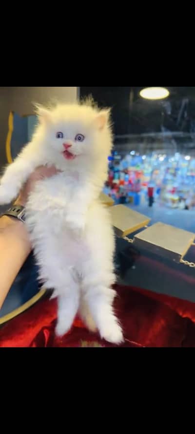 persian cat for sale MywatsapppNumber 0344-56-89-749