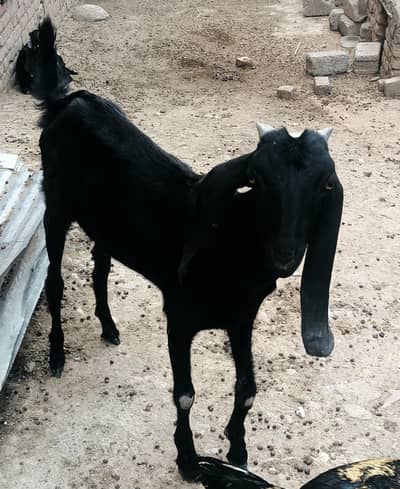 Amratsare Betal female goats for urgent sale