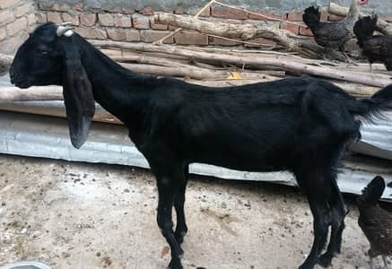 Amratsare Betal female goats for urgent sale