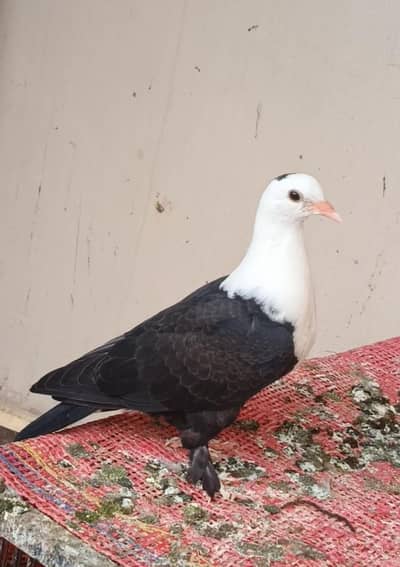 karbalai pair