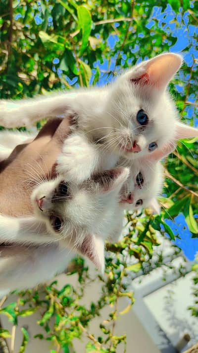 Persian kittens for sale
