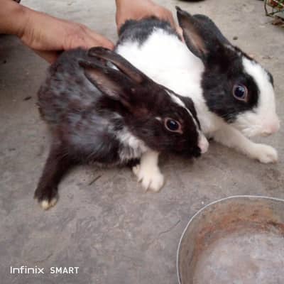 rabbits male and female pair
