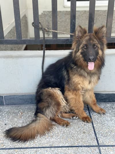 German Shepherd long coat female