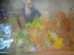 Beautiful small aquarium of fish (urgent sale) — photo 3