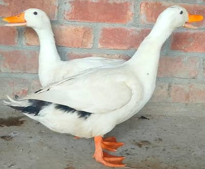 Healthy White Duck Pair for Sale