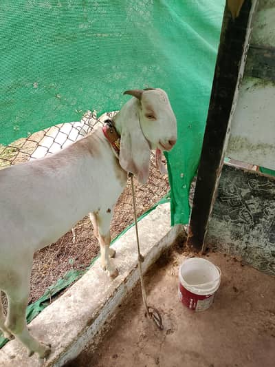 Betal Bakra