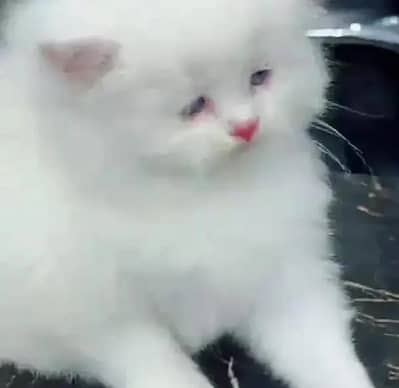 person cat for sale