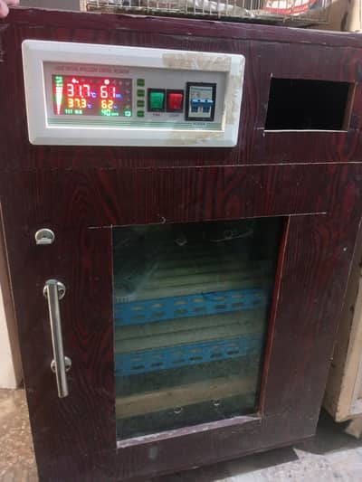 Hens Eggs Incubator