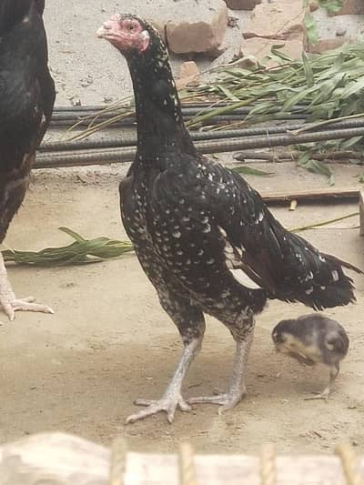 laka male cheeni female