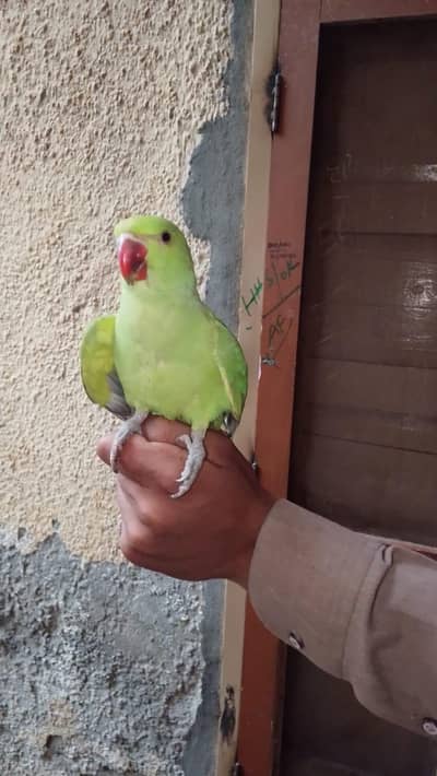 very beautiful parrot