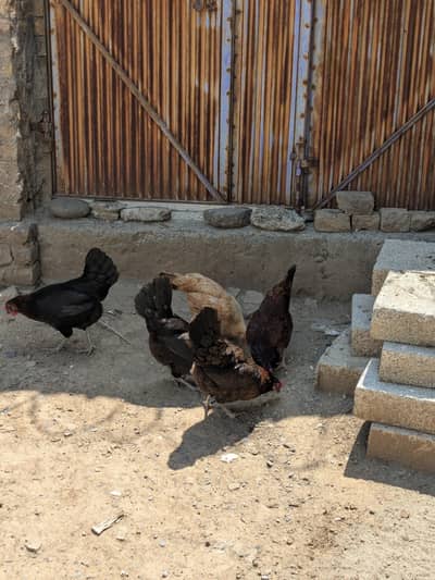 Golden hens 5