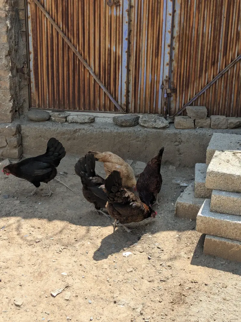 Golden hens 5