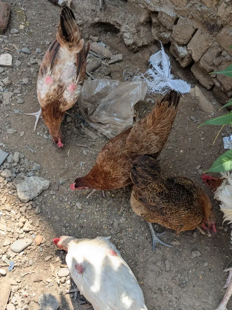 Golden hens 5 — photo 2