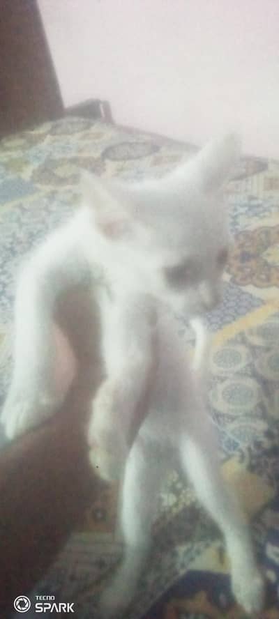 pursian cat