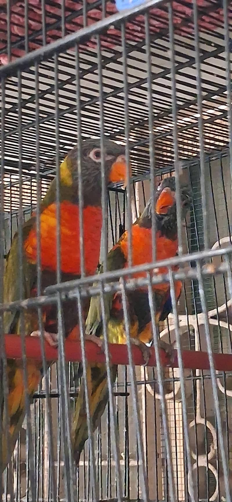 Lorry Breeder Pair 0