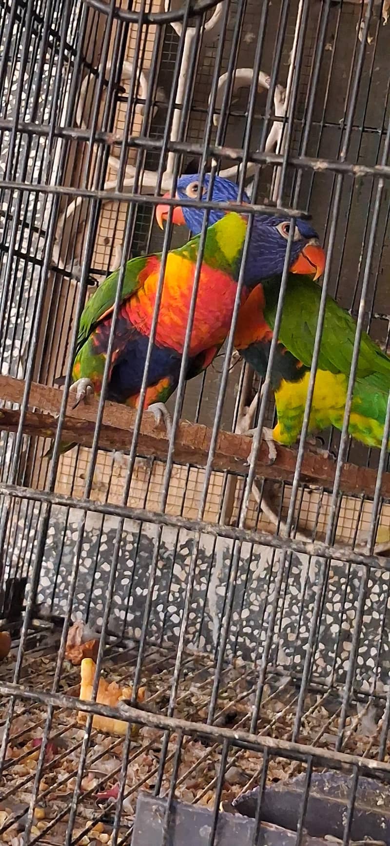 Lorry Breeder Pair 1