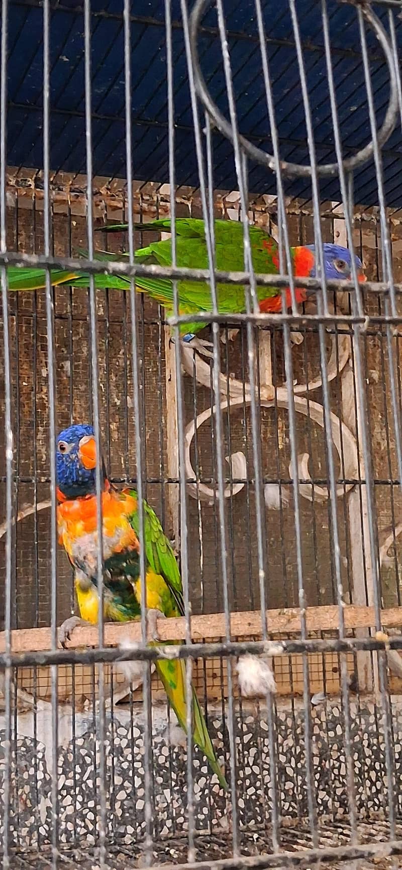 Lorry Breeder Pair 2