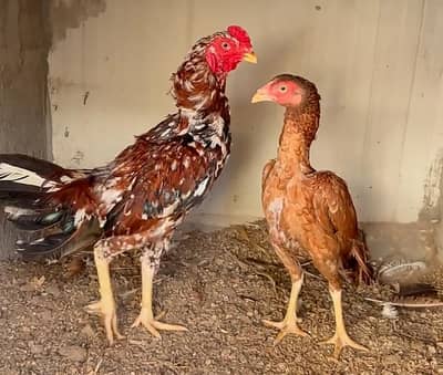 Mian Wali Aseel Murga & Murgi Pair for sale