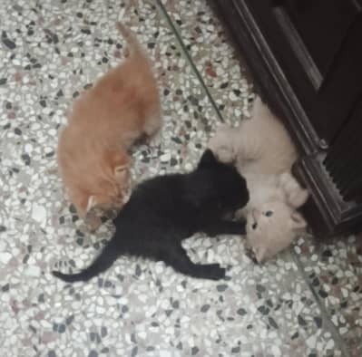 Persian kittens for sale 4
