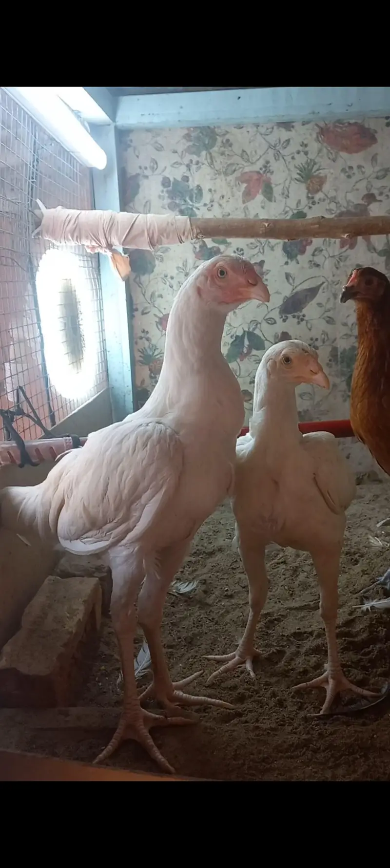 Heera Aseel Pair Age: 6 Months A+ Quality Pure white