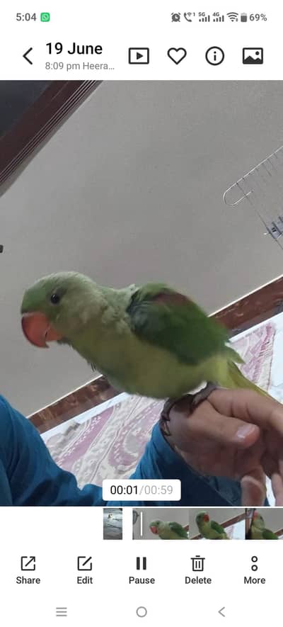 kashmiri Raw Male  just Self baby for sell