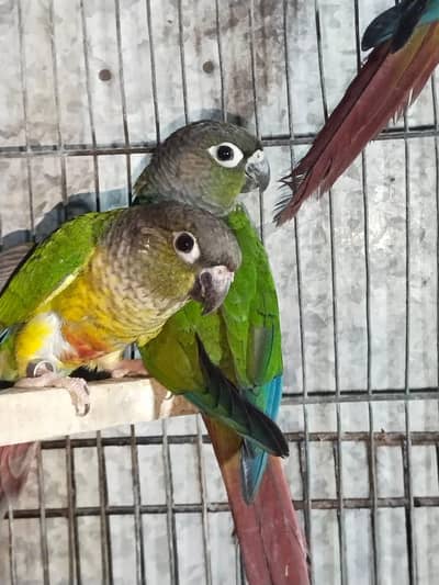 yellow sided and green cheek conure